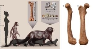 Enhydriodon Omoensis Featured