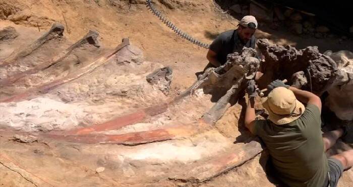 Dinosaur Skeleton In Portugal Backyard Could Be Europe's Largest