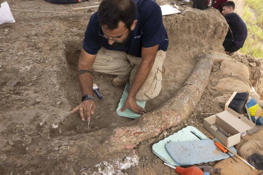 israeli ancient elephant tusk - Archaeologists Unearth 500,000-Year-Old Elephant Tusk In Israel