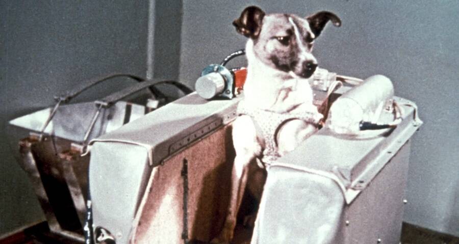 Laika The Dog