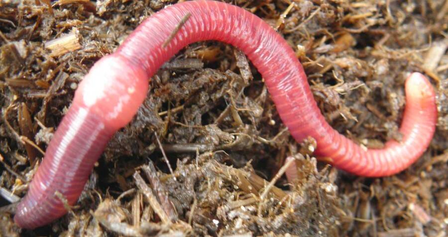 stuff-of-nightmares-9-year-old-boy-finds-three-foot-long-worm