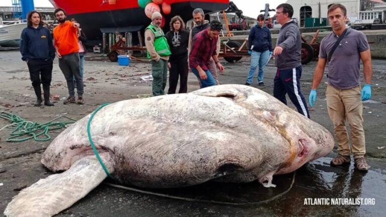 Biggest Fish Ever Caught: Giant Sunfish Reeled In Near Portugal