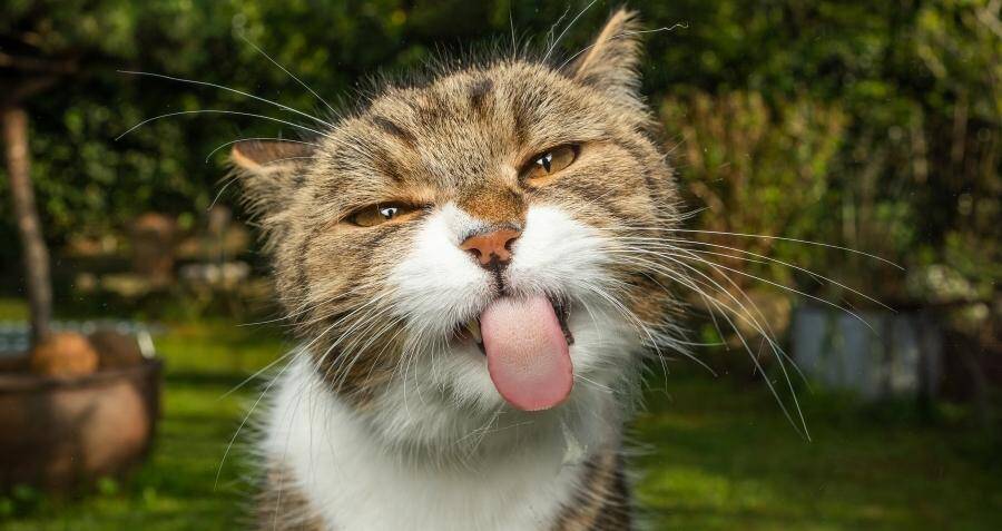 can-cats-understand-humans-new-study-says-yes