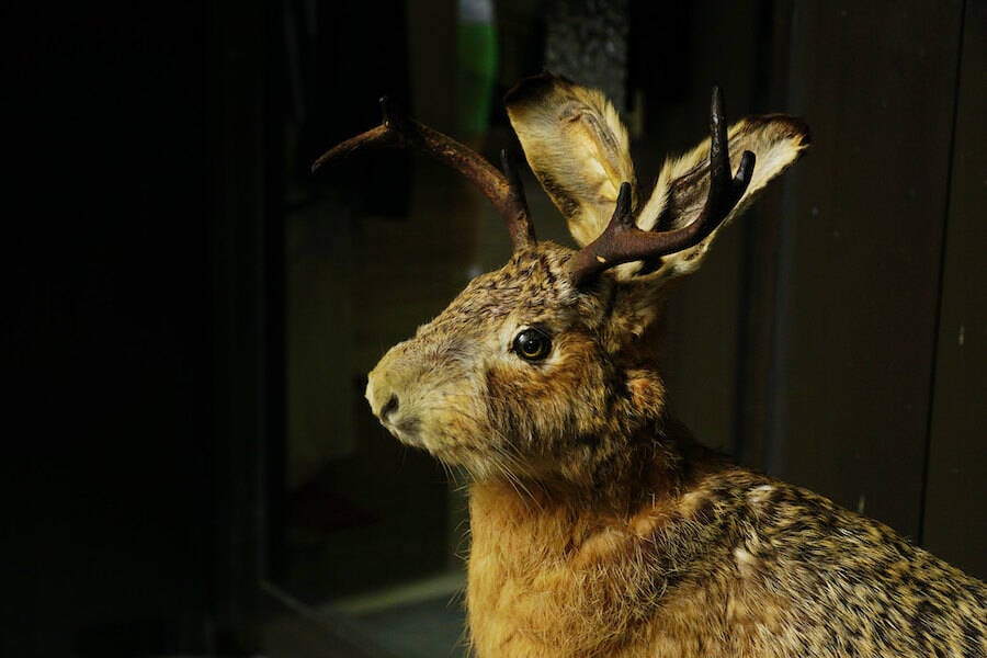 Close Up Of A Wolpertinger