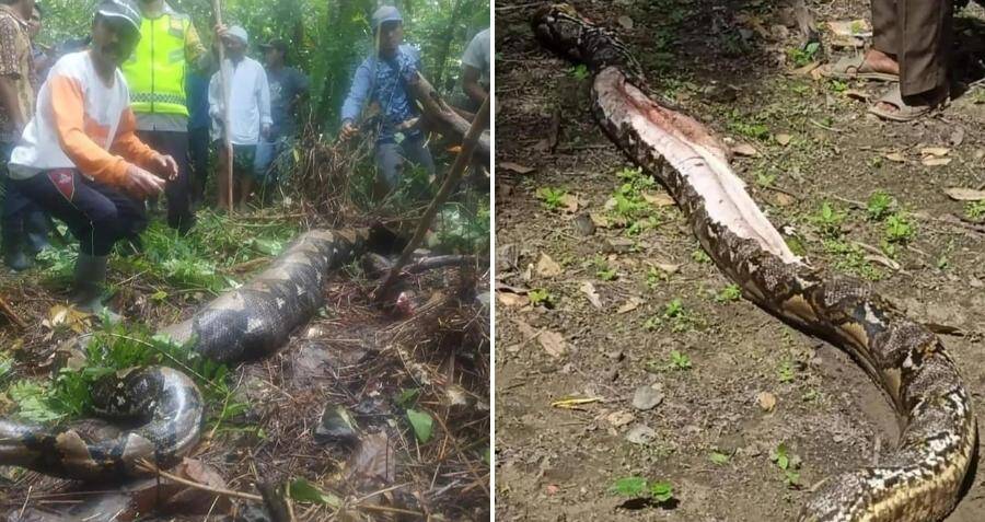 Missing Grandma's Body Found Inside Massive 22-Foot Python