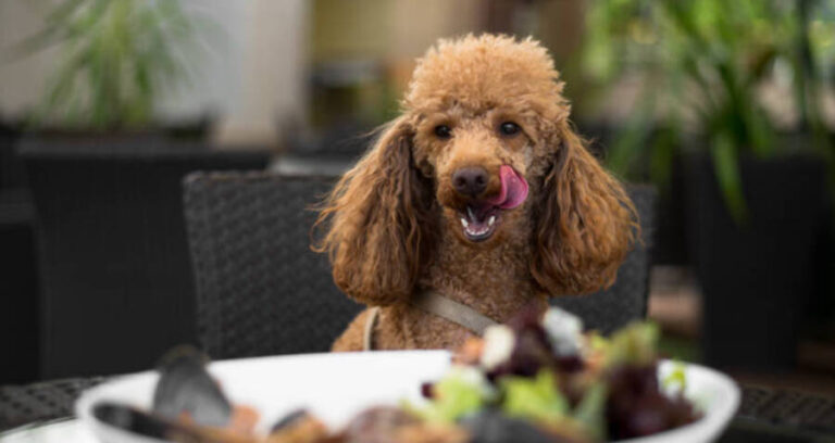 Dogue Restaurant San Francisco