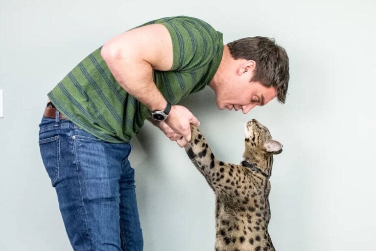 Meet Fenrir, The World's Tallest Domestic Cat