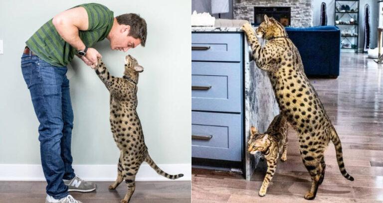 Fenrir Worlds Tallest Housecat