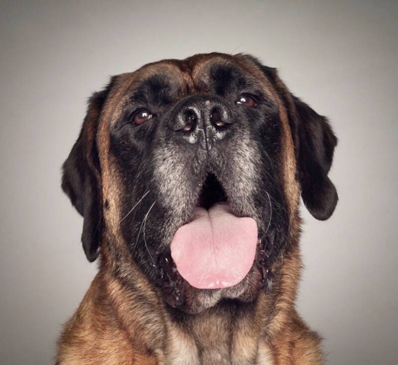 Grizzly The English Mastiff