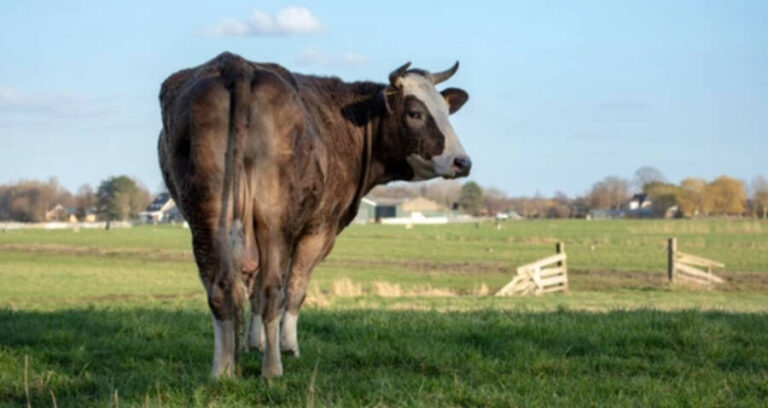 New Zealand Cow Fart Tax