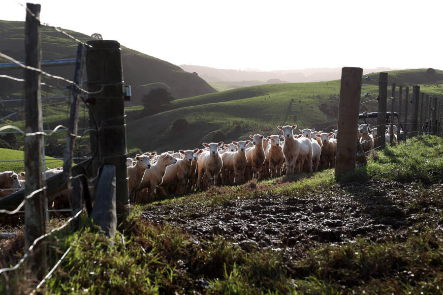 New Zealand Sheep Farm