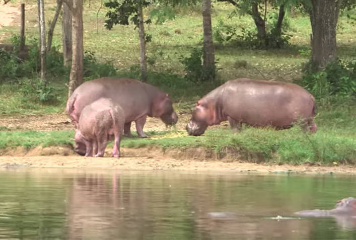 Pablo Escobar's Hippos In Colombia