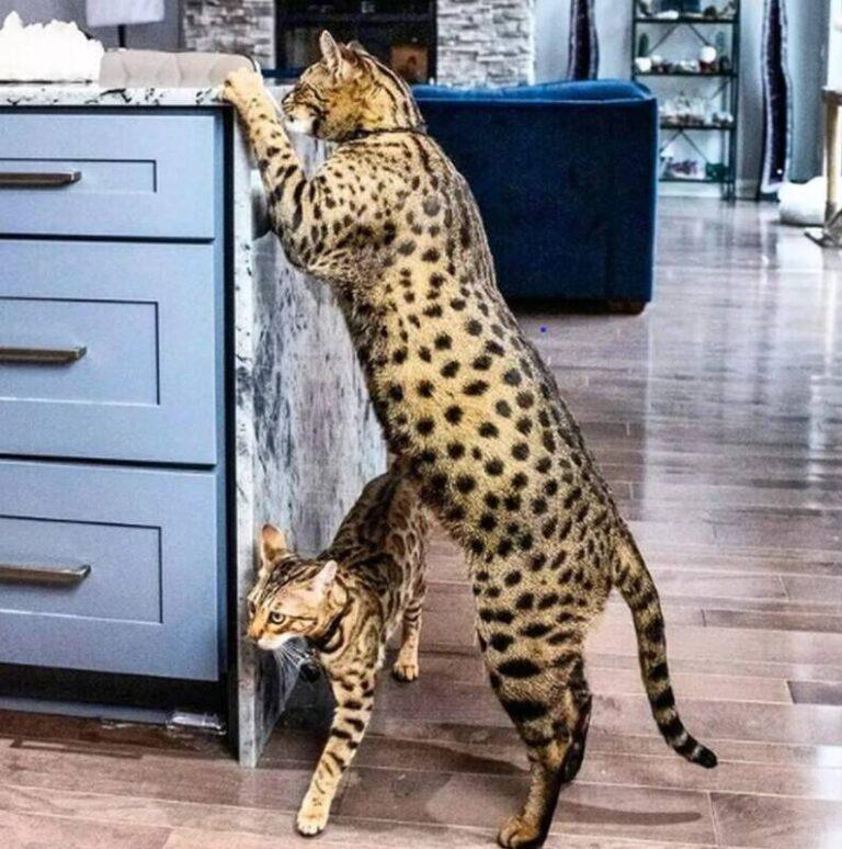 Meet Fenrir The World s Tallest Domestic Cat