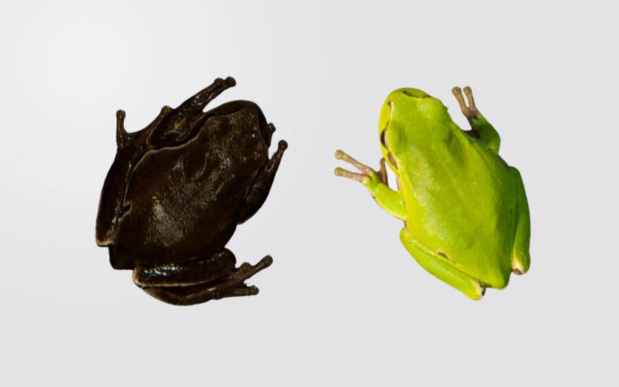 tree frog adaptations - Chernobyl's Frogs Adapt To Radiation By Changing Color