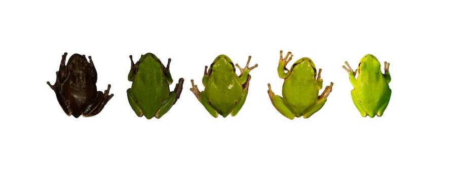 tree frog gradients - Chernobyl's Frogs Adapt To Radiation By Changing Color