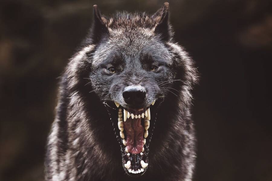 Barking Wolf