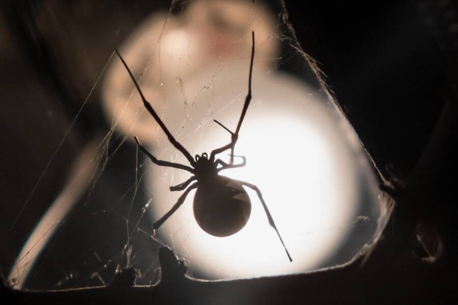 A Black Widow Spider