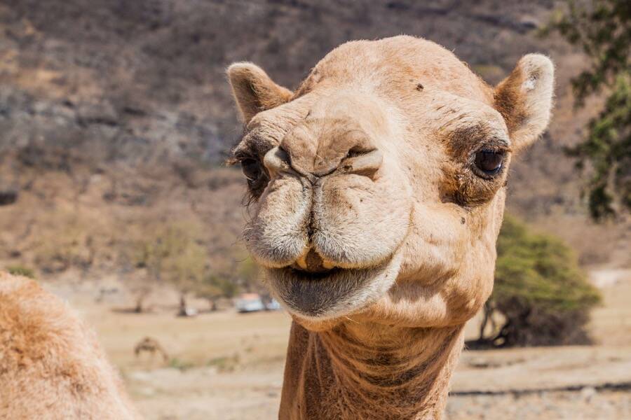 Face Of A Camel