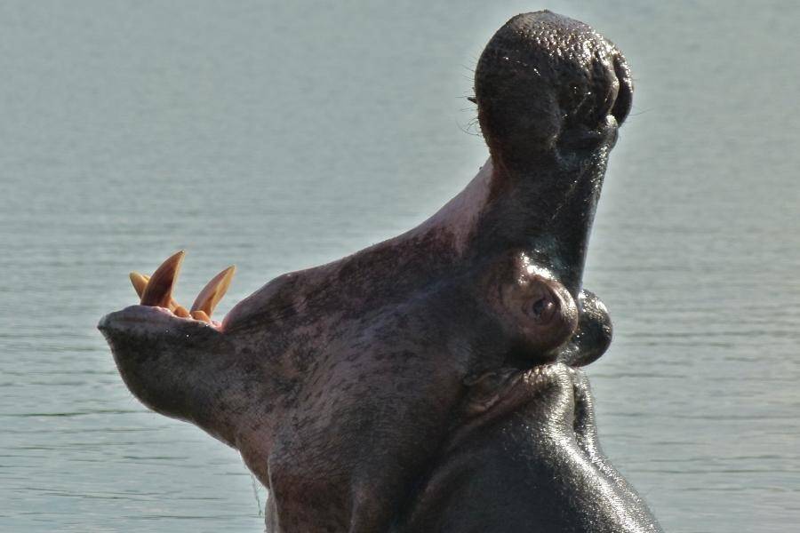 A Hippo Showing Its Teeth