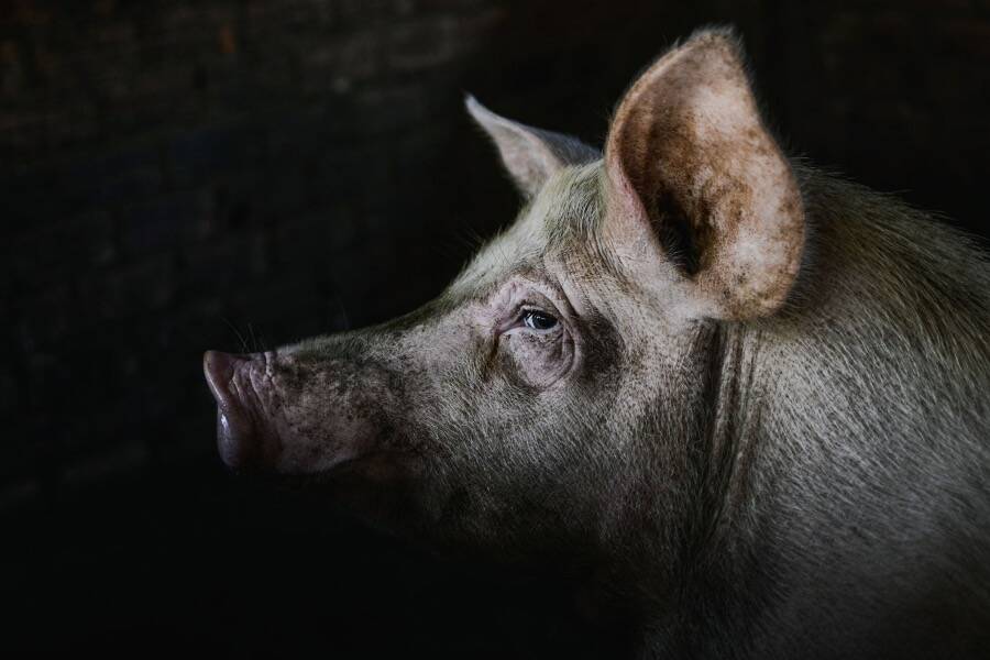 A Pig In The Shadows