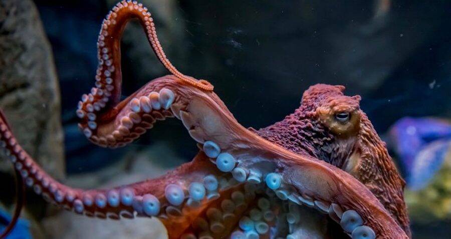 Surprising Video Catches Octopuses Throwing Objects