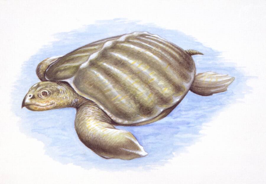 Archelon Turtle