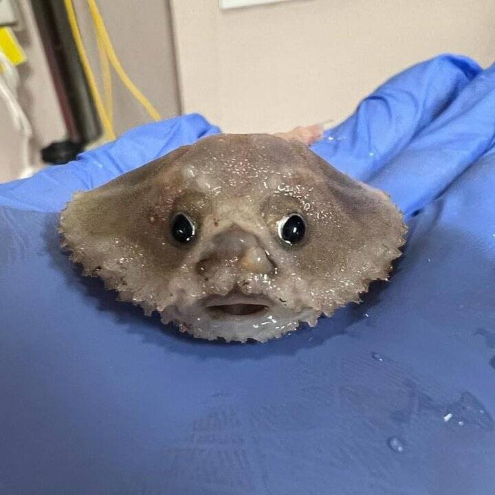 Batfish In Hand