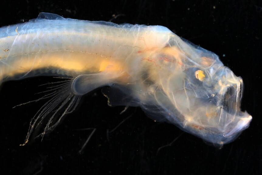 Australian Expedition Discovers Wealth Of Deep Sea Creatures   Blind Cusk Eel 