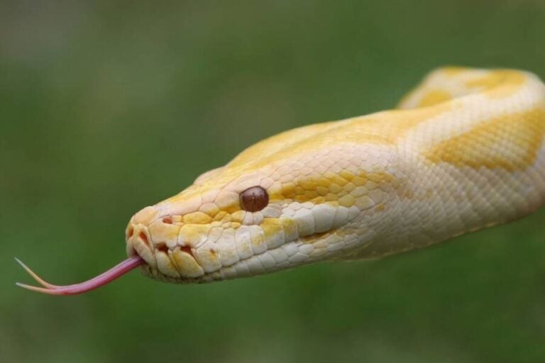 9 Disturbing Stories Of Pets That Killed Their Owners