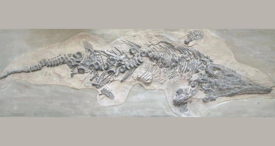 Scientists Discover Long-Lost Casts Of First Ichthyosaur Fossil