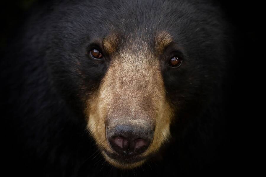 Closeup Of A Black Bear