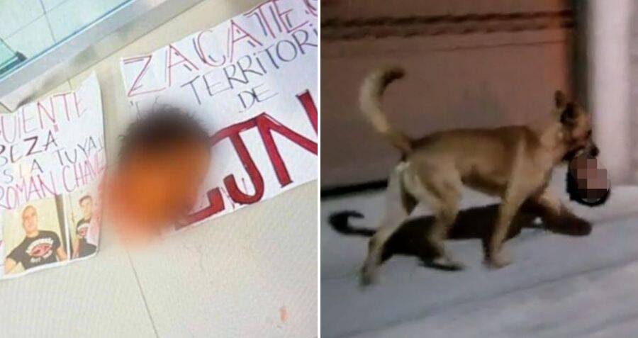 Dog Carries Severed Head From Crime Scene In Mexico