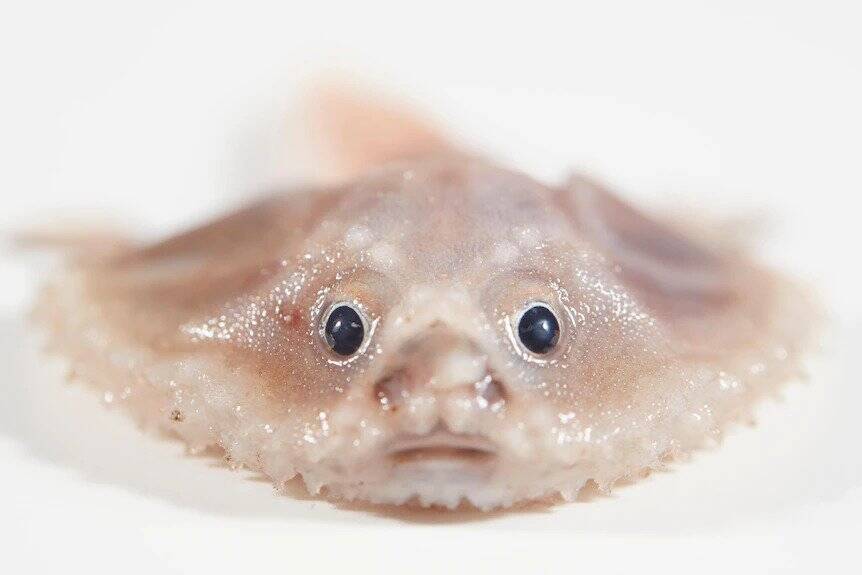 Deep Sea Batfish