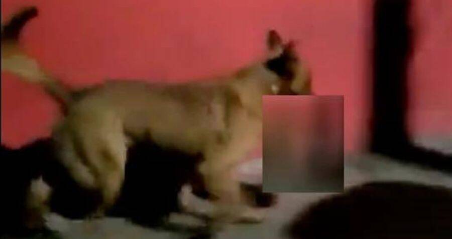 Dog Carries Severed Head From Crime Scene In Mexico