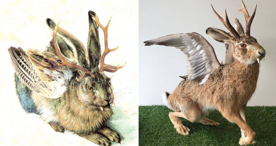 What Is A Rabbit With Antlers Called