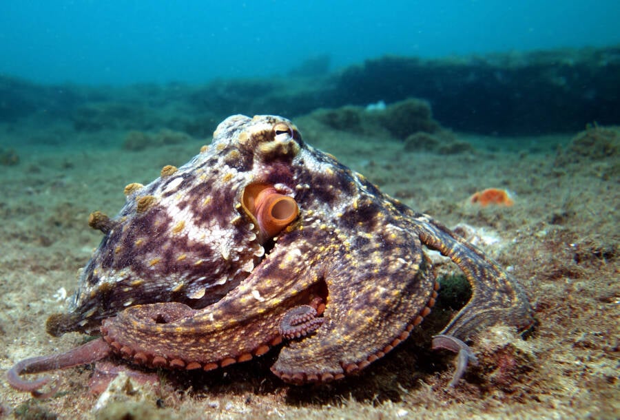 Gloomy Octopus