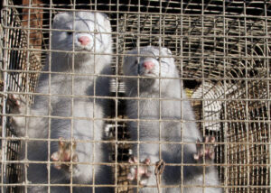Activists Set Thousands Of Minks Loose From An Ohio Farm