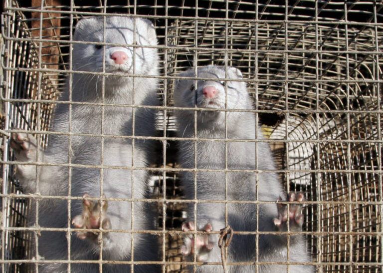 Activists Set Thousands Of Minks Loose From An Ohio Farm