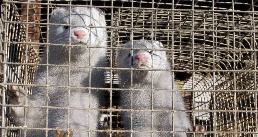 Activists Set Thousands Of Minks Loose From An Ohio Farm
