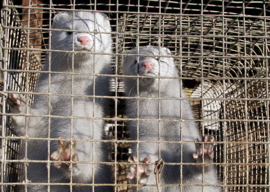 Minks In Cages