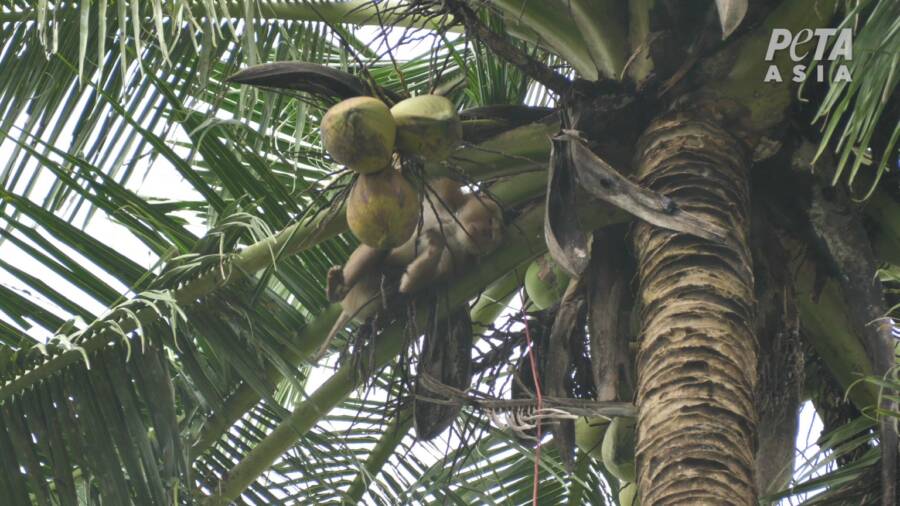 Monkey Picking Coconuts