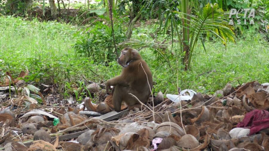 Monkey Sitting On Coconut Shells