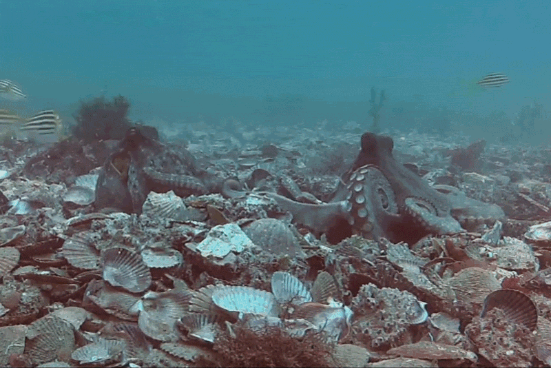 Octopus Throwing Silt