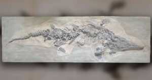 Plaster Cast Of Ichthyosaur