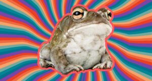 Sonoran Desert Toad Hallucinogenic Trip