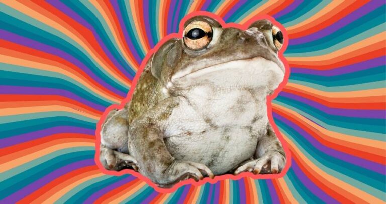 Sonoran Desert Toad Hallucinogenic Trip