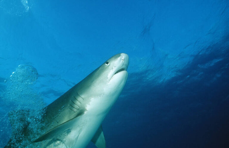 Tiger Sharks With Cameras Map Earth's Largest Seagrass Meadow