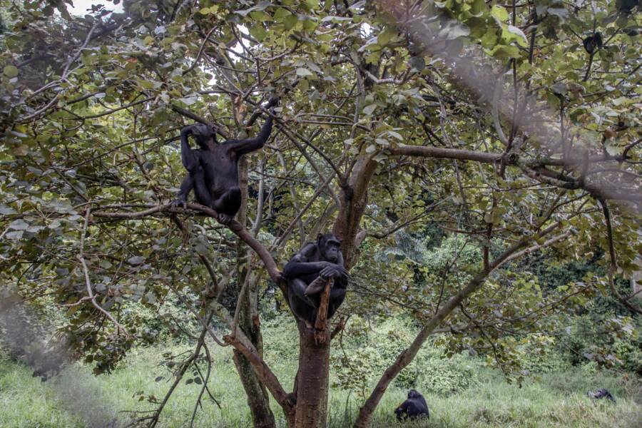 Chimpanzees In Trees