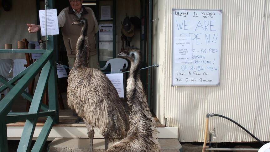 Emus Banned From Yaraka Hotel