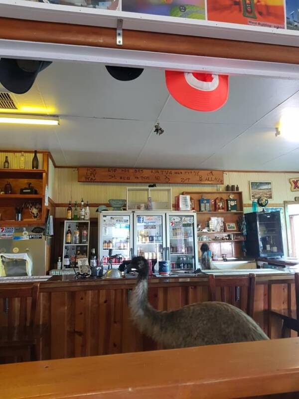 Emus Hanging Out In A Pub